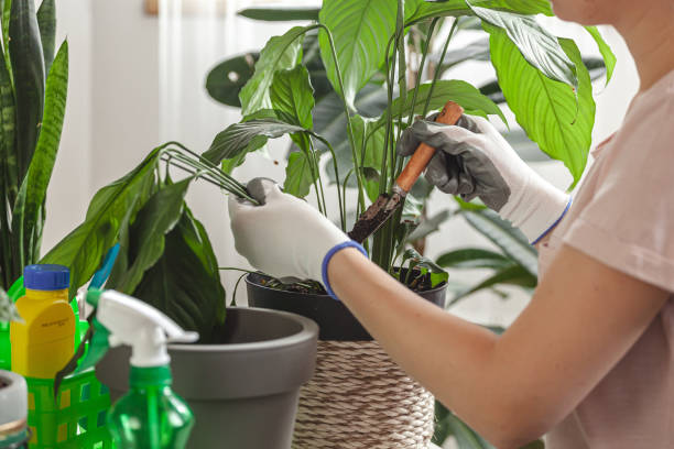 Plant Care & Maintenance